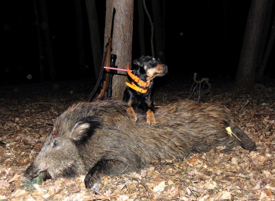 Lončák kňourek 40kg