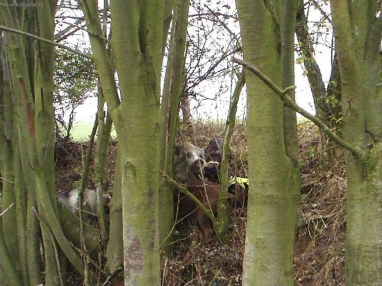 Zadržení postřeleného divočáka