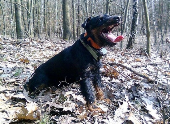 Po návratu ze zaječí stopy