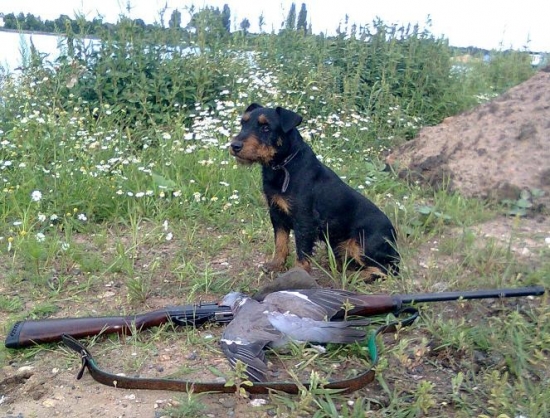 Nic moc 10ran a jeden holub