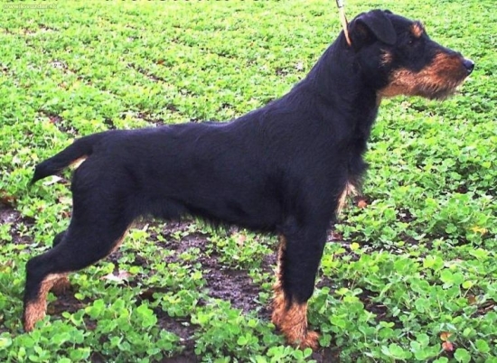 JGT-Body z Království