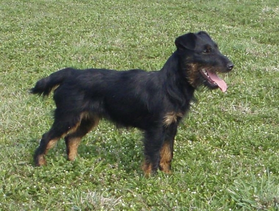 Civy z Království (stáří 9 měsíců)