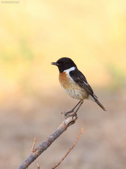 Saxicola torquata