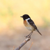 Saxicola torquata