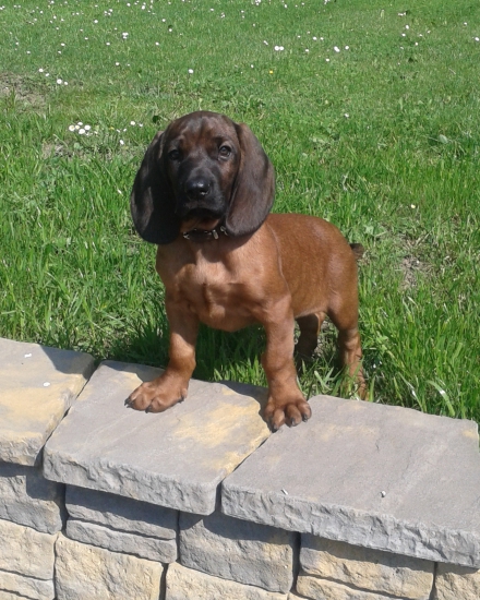 cezar spod radovickej skaly