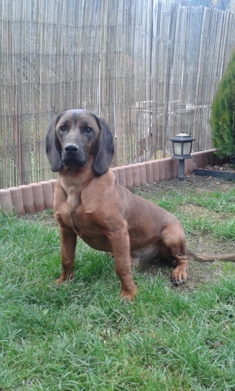 Cézar spod Radovickej skaly