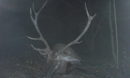 ruja 2016