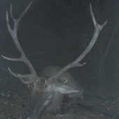 ruja 2016