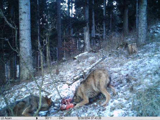 Husky lesný dnes ráno