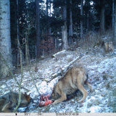 Husky lesný dnes ráno