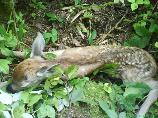 male jelienca