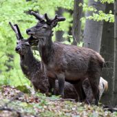 Tomu vzdialenejšiemu sa ten očník moc nevydaril.