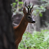 Privábený cez ruju.