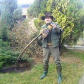 bažant královský