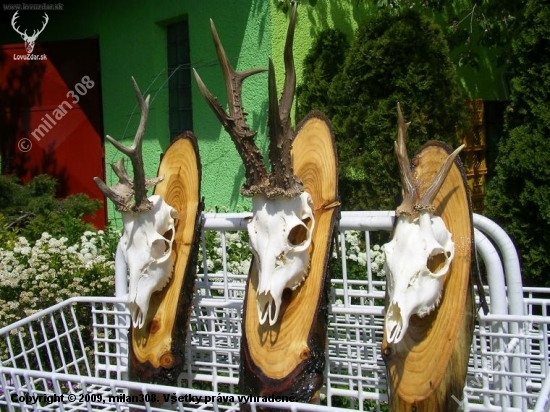 moje naj srnčie