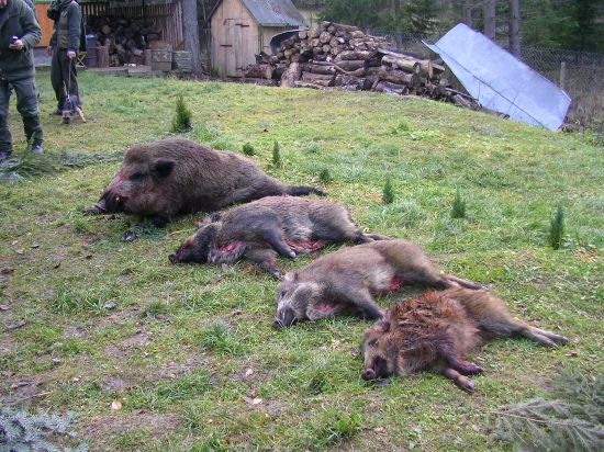 Úlovok na spoločnej polovačke
