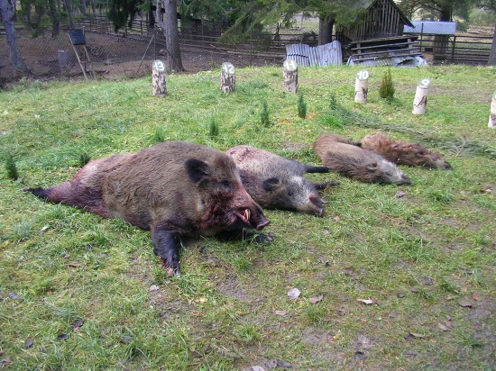 Vydarená spoločná polovačka