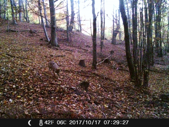 Vlčko