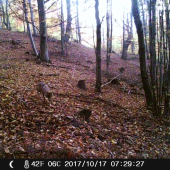 Vlčko