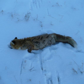 Brok sem, brok tam. Takto zhasla.