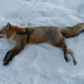 A teraz úcta k úlovku