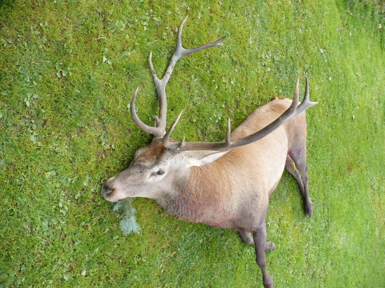 Poplatkový odstrel   2010