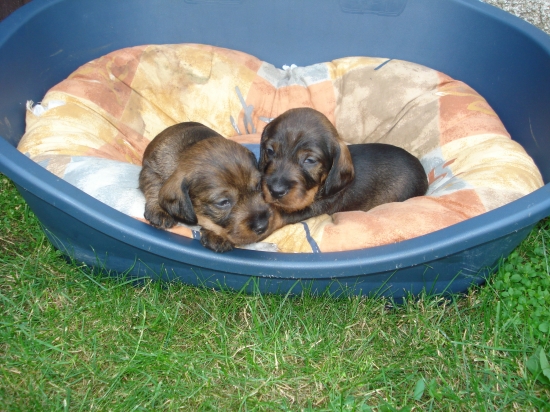 Jezevčík standartní drsnosrstý