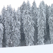 Zasněžená Šumava