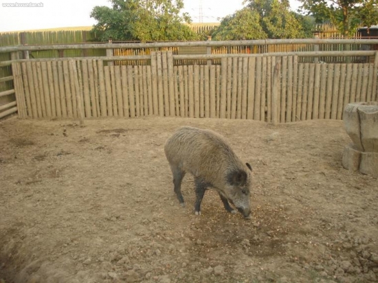 Můj Divočák