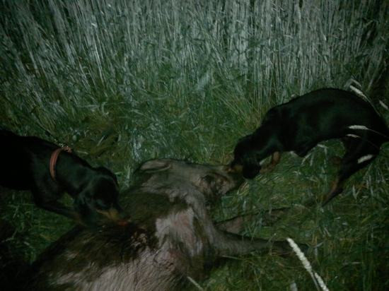 trojnoha gara a jej uspesna dohladavka