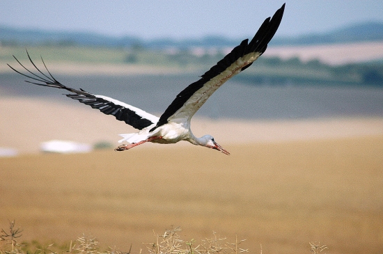 bocianik