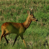 mladik to ma nasliapnute :)