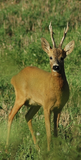 junák