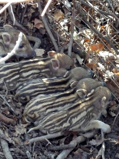 dnes na prechadzke..