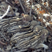 dnes na prechadzke..