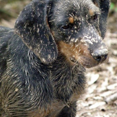 po nahanacke s diviakom..