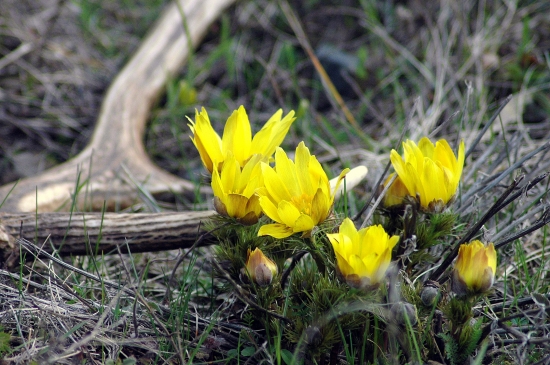 jar na juhu stredneho slovenska,,