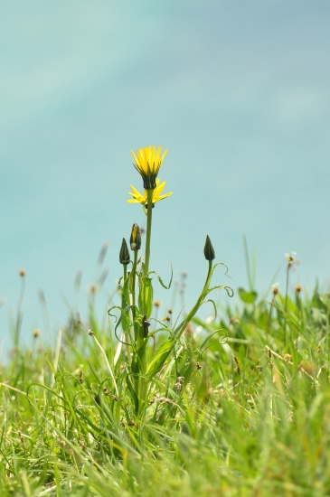 co je to za rastlinu?