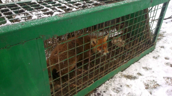 piata v  záhrade...