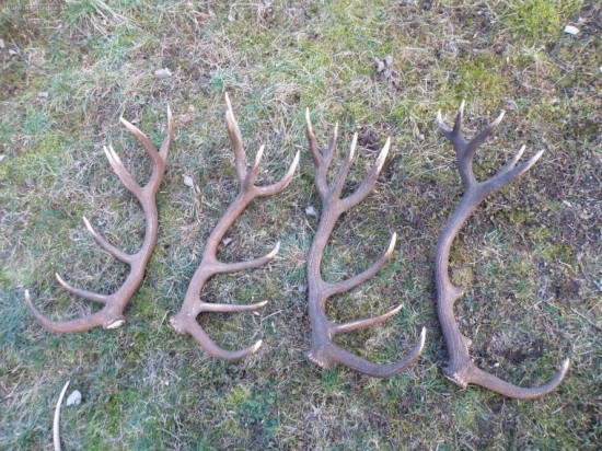 ten isti jelen 55256-53978