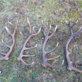 ten isti jelen 55256-53978