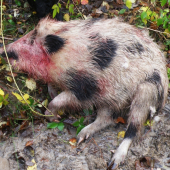 hned po vystrele ostal v ohni..