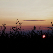 zapad slnka v kukurici..