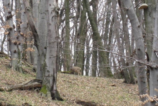 Srnec-blizsie sa uz ist nedalo...