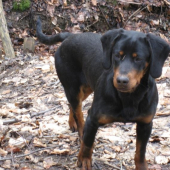 Bruno