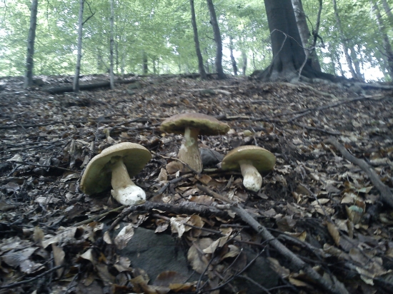 Traja krali v kamienke