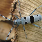 rosalia alpina