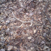 včerajší,ale starý