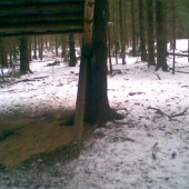 Rejdová