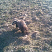 Prebudenie zo zimného spánku